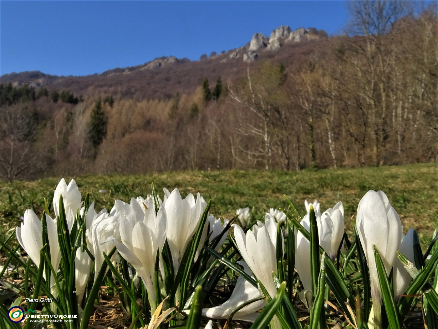 72 Crocus vernus bianchi con vista in alto sui roccioni del Pralongone.JPG